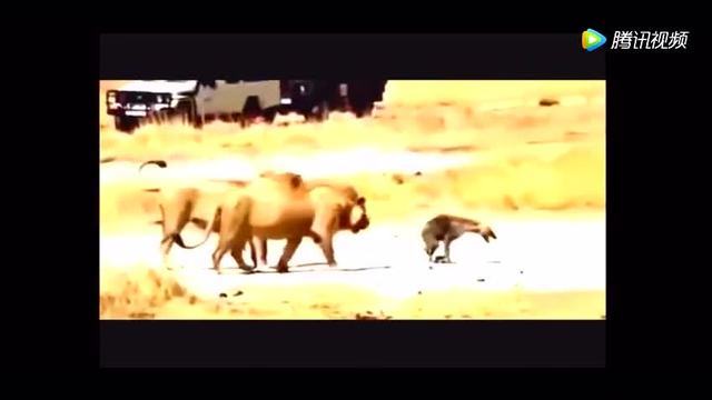 鬣狗横行凶残太久 惹怒森林之王